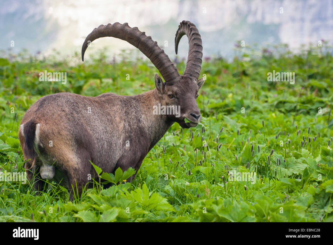 Bouquetin des Alpes (Capra ibex, Capra ibex ibex), l'alimentation dans un pré, Suisse, Toggenburg, Chaeserrugg Banque D'Images