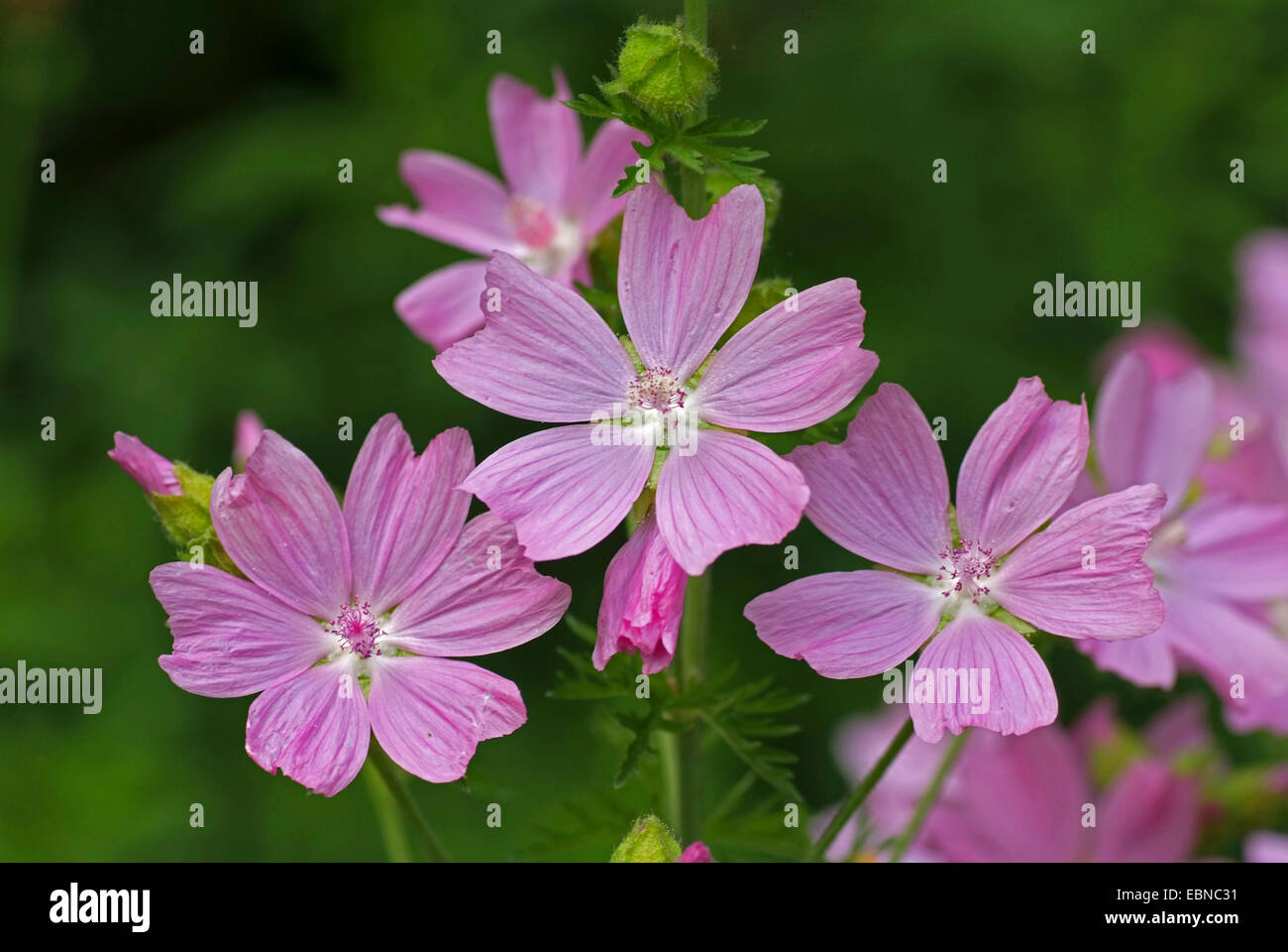 Musk mallow, musc cheeseweed (Malva moschata), fleurs, Allemagne Banque D'Images