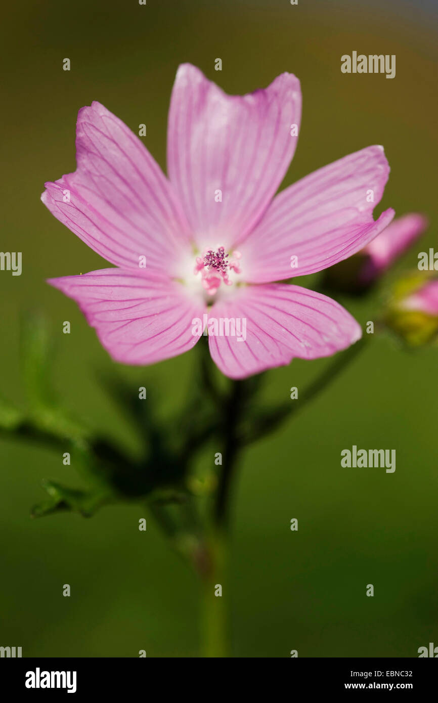 Musk mallow, musc cheeseweed (Malva moschata), fleur, Allemagne Banque D'Images