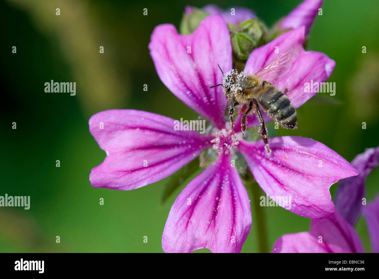 Mauve commune, mauve, bleu, mauve haut cheeseweed élevé (Malva sylvestris), avec fleurs, pollen d'abeille avec l'Allemagne Banque D'Images