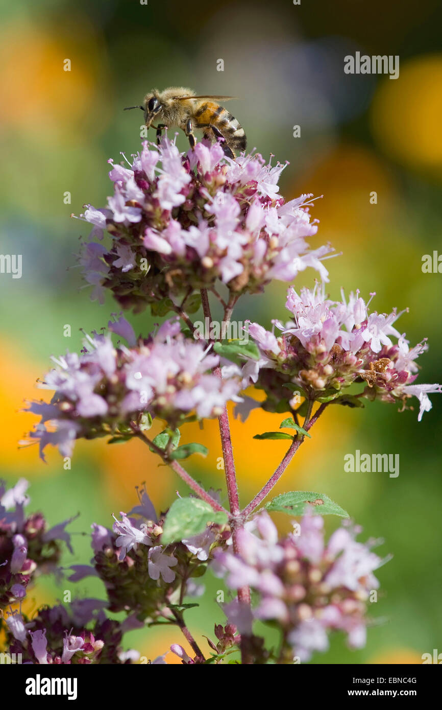 Origan sauvage sauvage, la marjolaine (Origanum vulgare), l'inflorescence avec bee, Allemagne Banque D'Images