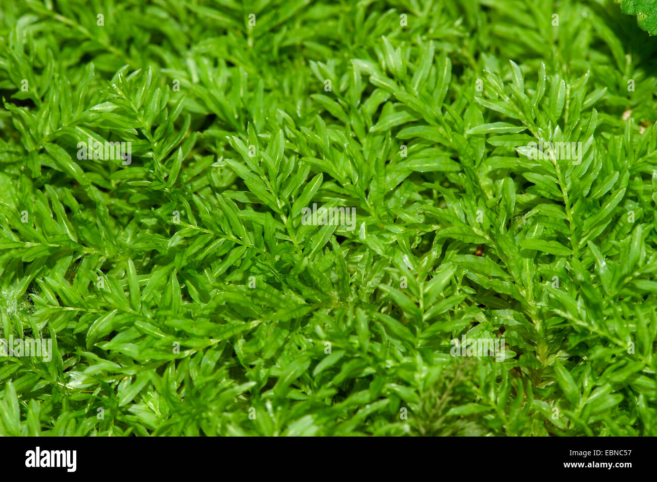Thym scolopendre (Plagiomnium undulatum, moss Mnium undulatum), twiglets, Allemagne Banque D'Images