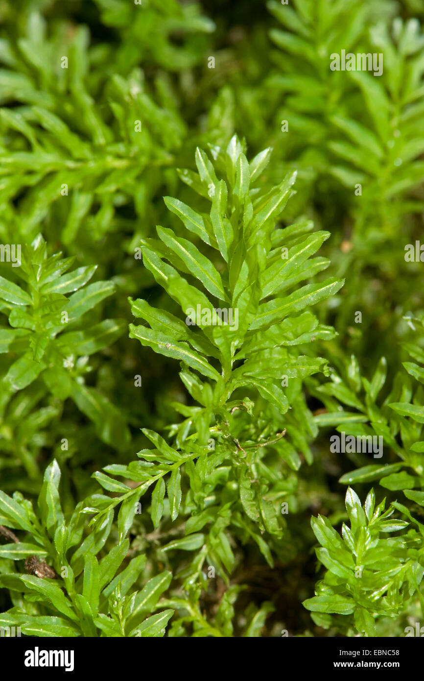 Thym scolopendre (Plagiomnium undulatum, moss Mnium undulatum), twiglets, Allemagne Banque D'Images