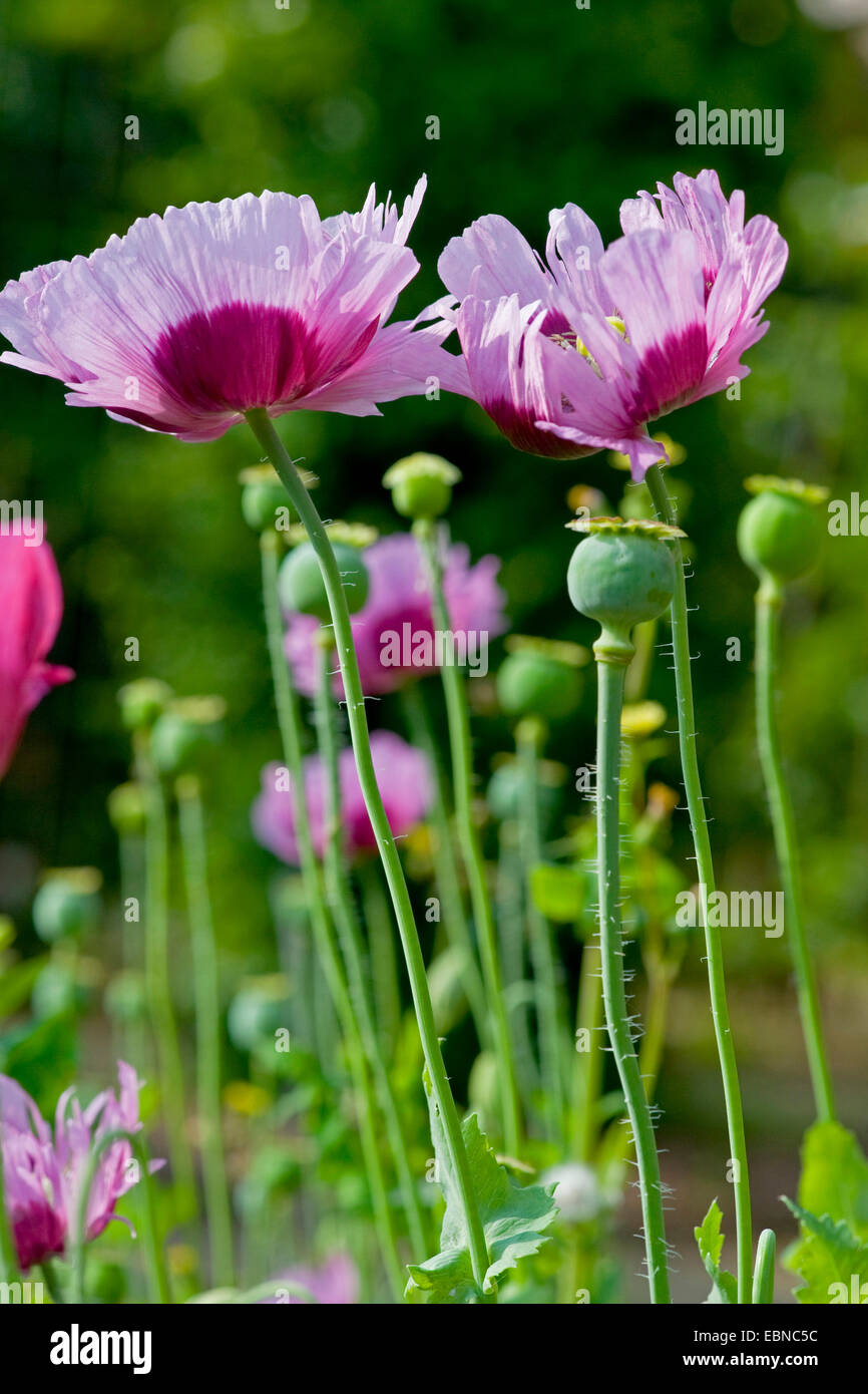 Du pavot à opium (Papaver somniferum), avec des fleurs et des fruits immatures Banque D'Images