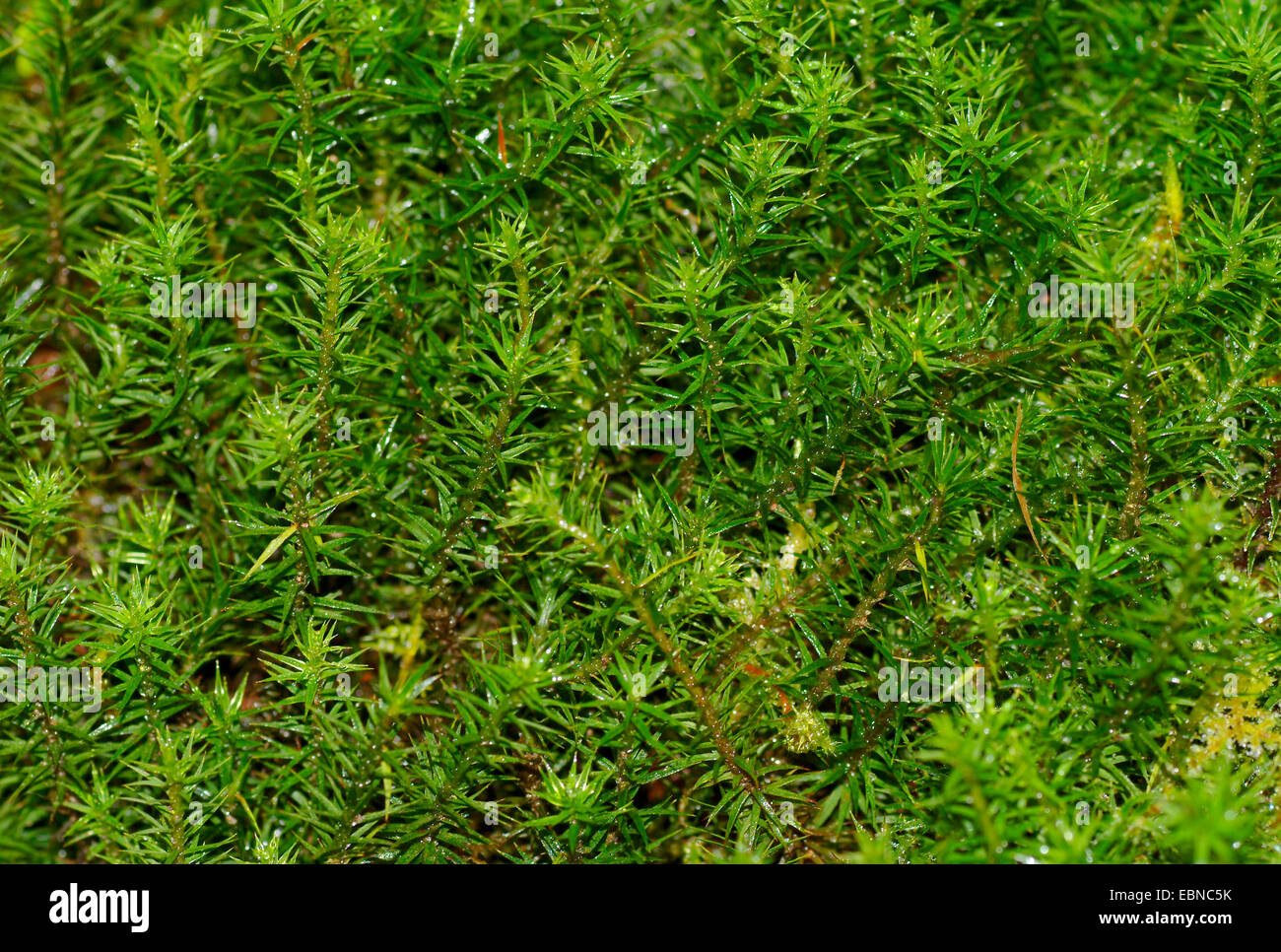 Star Mousse, mousse polytric, Marginées (Polytrichum formosum, Polytrichum attenuatum), twiglet, Allemagne Banque D'Images