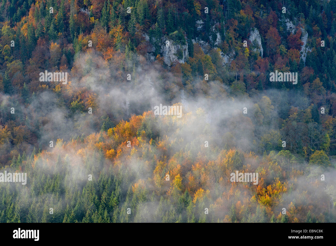 Stiegelesfels la réserve naturelle à la haute vallée du Danube à l'automne, avec l'humeur, Misty Allemagne, Bade-Wurtemberg, Jura Souabe Banque D'Images