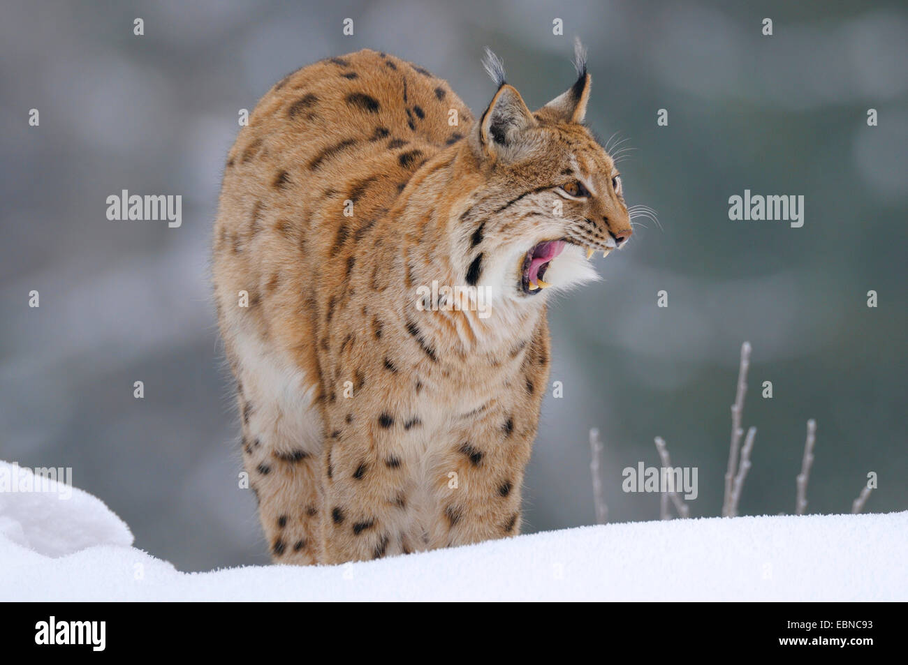 Le lynx eurasien (Lynx lynx), homme à la fin de l'hiver, l'Allemagne, la Bavière Banque D'Images