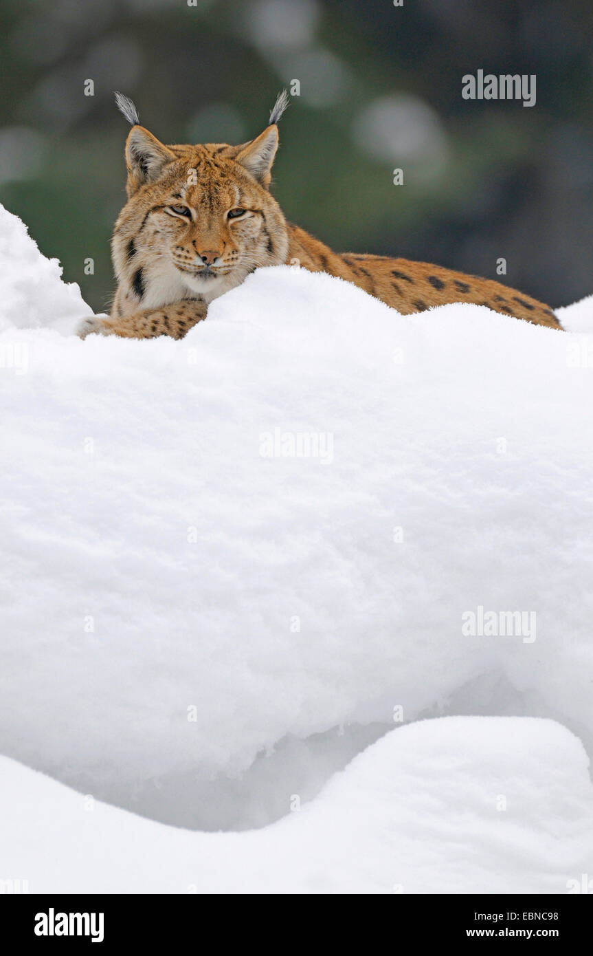 Le lynx eurasien (Lynx lynx), homme à la fin de l'hiver, l'Allemagne, la Bavière Banque D'Images