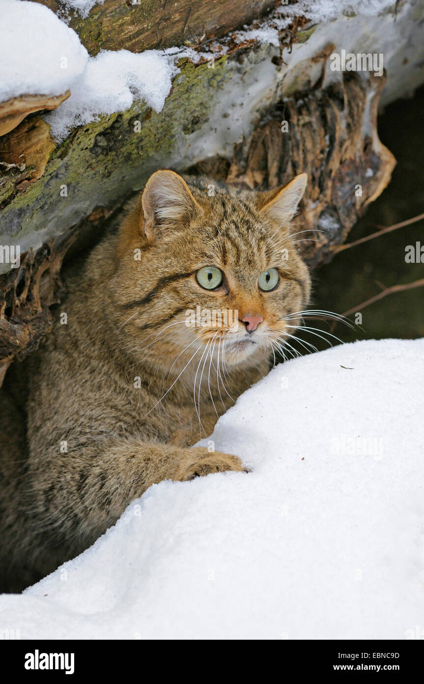 Chat Sauvage Européen, forêt wildcat (Felis silvestris silvestris), femme à la fin de l'hiver, l'Allemagne, la Bavière Banque D'Images