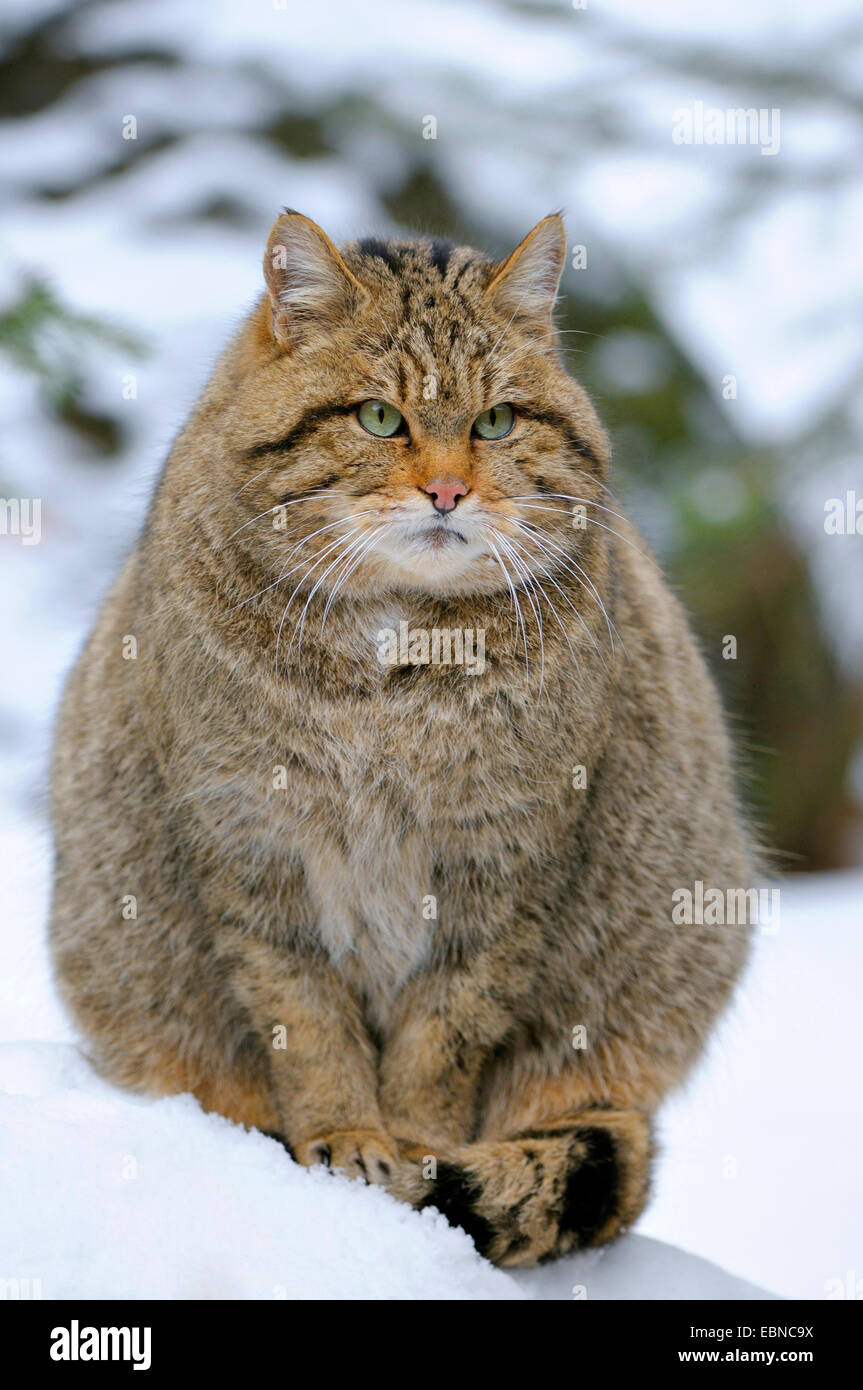 Chat Sauvage Européen, forêt wildcat (Felis silvestris silvestris), femme à la fin de l'hiver, l'Allemagne, la Bavière Banque D'Images