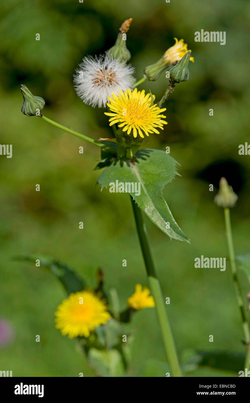 Forte des champs de palmiers, de figuiers, laiteron des champs épineux, à feuilles épineuses, laiteron, bordée de Sharp, laiteron, laiteron épineux laiteron épineux, à feuilles épineuses (laiteron Sonchus asper), de fleurs et de fruits, Allemagne Banque D'Images