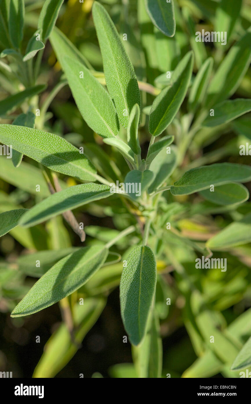 La sauge commune, cuisine sauge (Salvia officinalis), feuilles Banque D'Images