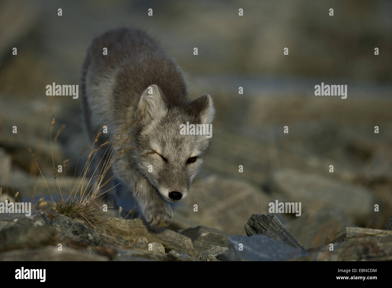 Le renard arctique, le renard polaire (Alopex lagopus, Vulpes lagopus), plissant un œil, la Norvège, Oppdal Banque D'Images