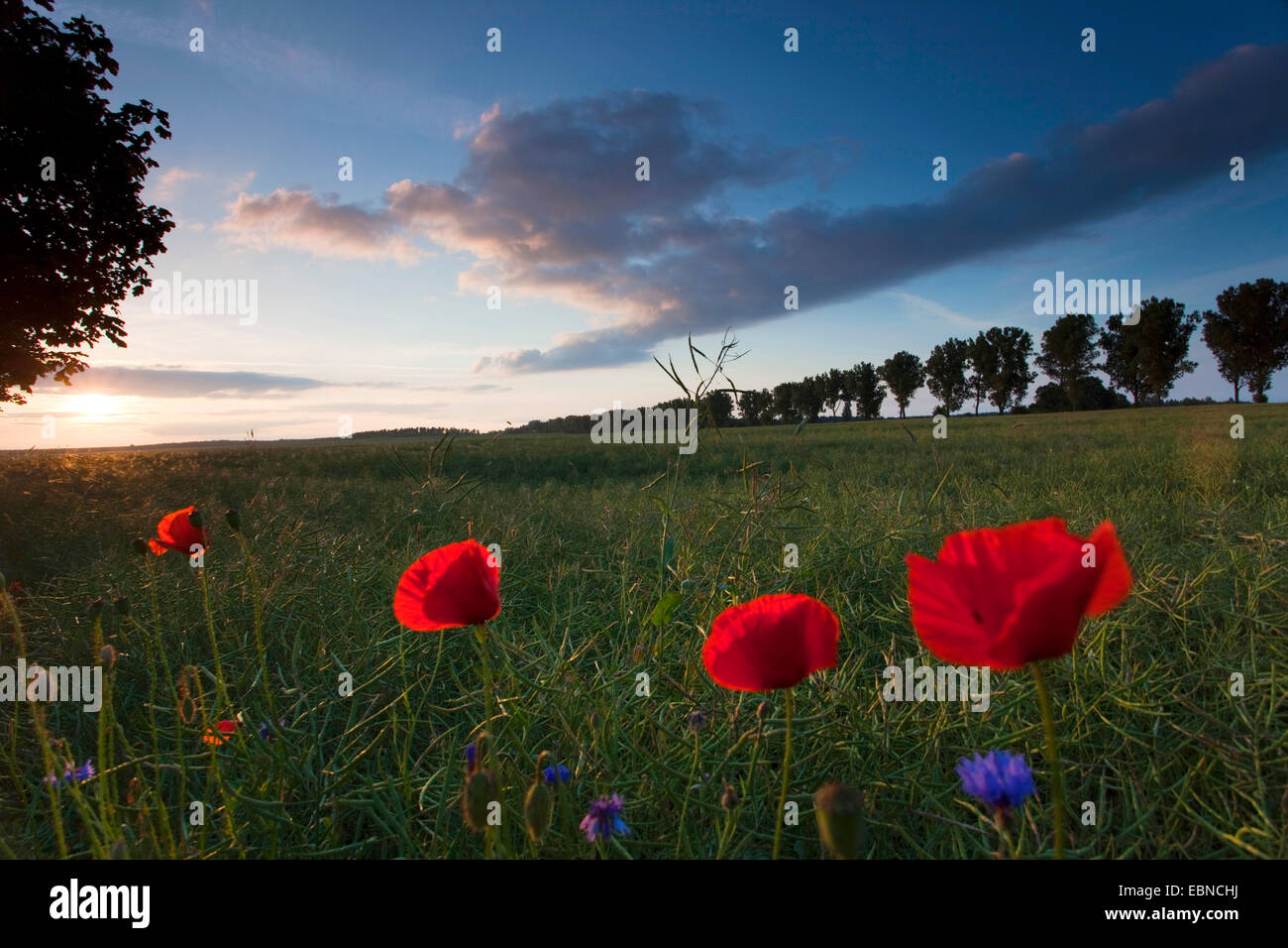 Pavot coquelicot, commun, rouge coquelicot (Papaver rhoeas), avec fleurs de maïs à une bordure de champ de lumière du soir, l'Allemagne, Brandebourg, Vogtlaendische Schweiz Banque D'Images