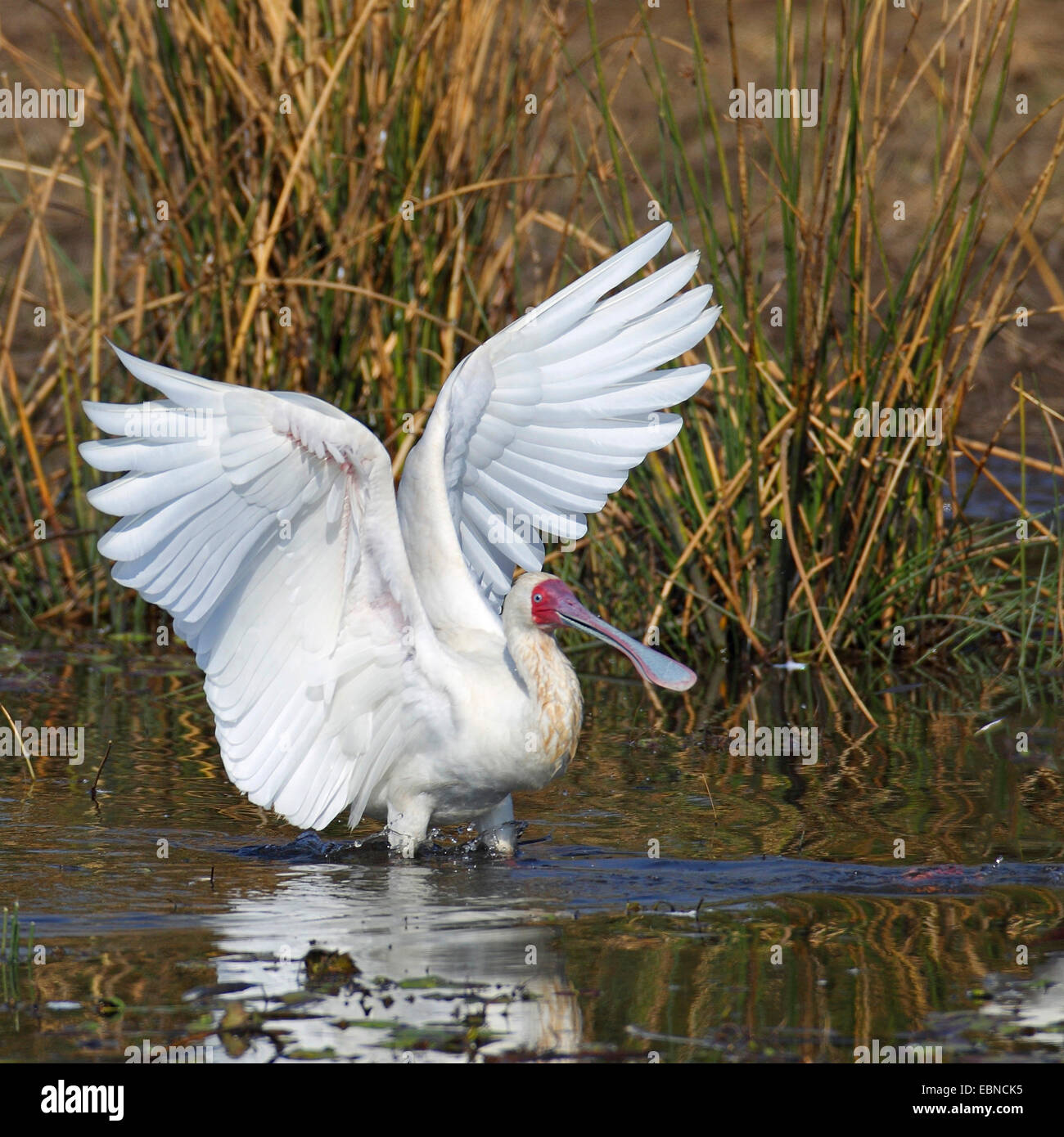 Spatule d'Afrique (Platalea alba), à la recherche de nourriture dans les eaux peu profondes, Afrique du Sud, le Parc National de Pilanesberg Banque D'Images