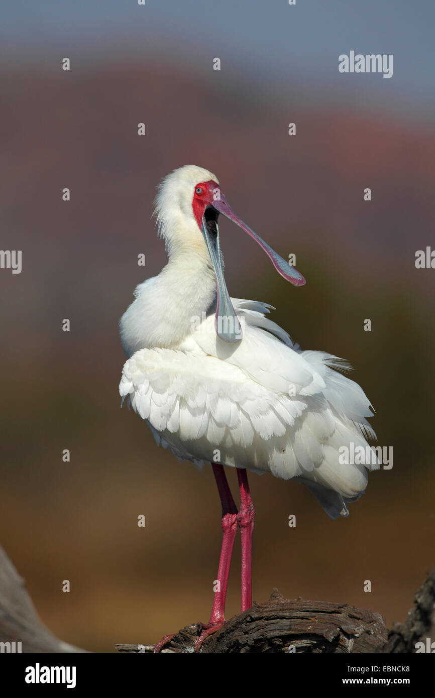 Spatule d'Afrique (Platalea alba), debout sur un arbre avec une loi, Afrique du Sud, le Parc National de Pilanesberg Banque D'Images