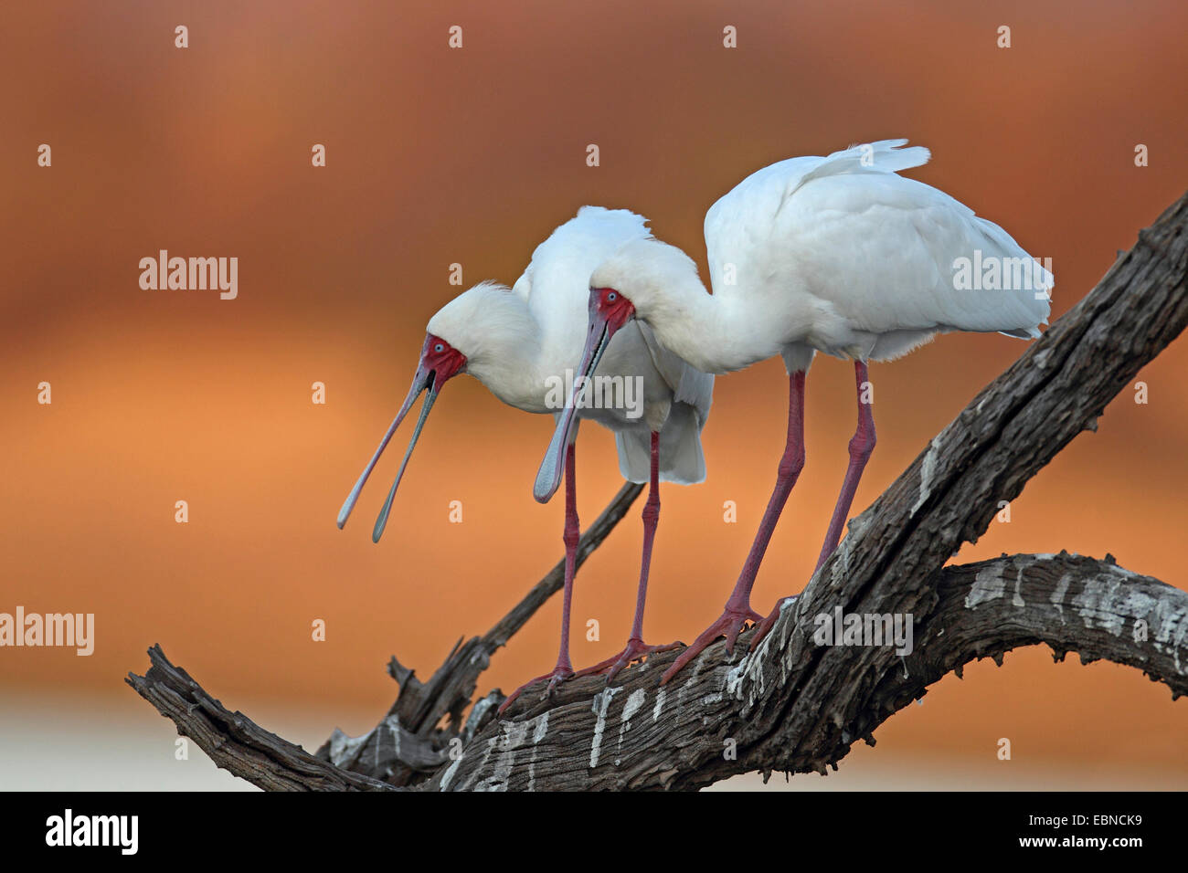 Spatule d'Afrique (Platalea alba), deux spatules debout sur un arbre mort, Afrique du Sud, le Parc National de Pilanesberg Banque D'Images