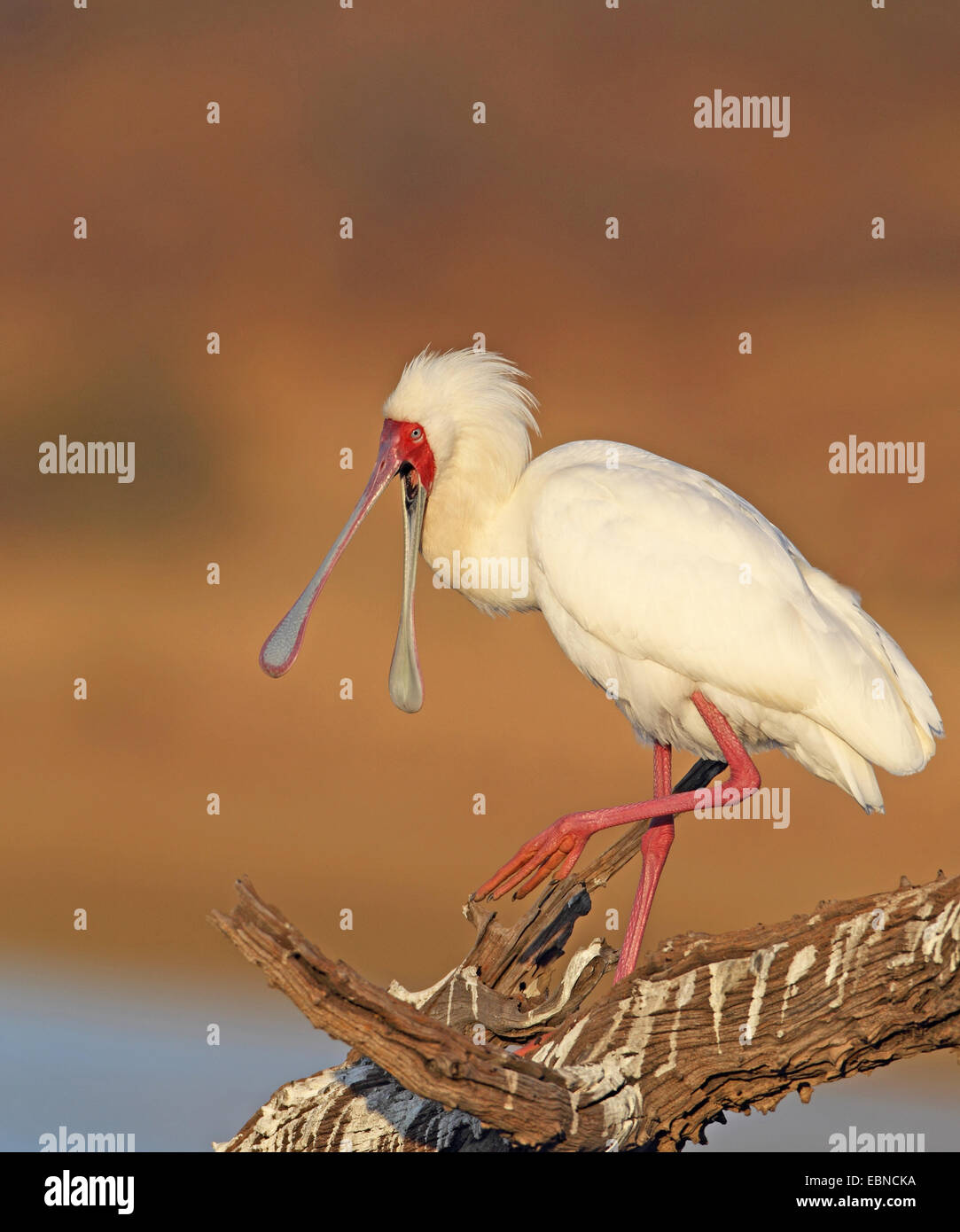 Spatule d'Afrique (Platalea alba), debout sur le bois mort avec une loi, Afrique du Sud, le Parc National de Pilanesberg Banque D'Images