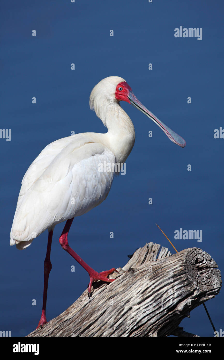 Spatule d'Afrique (Platalea alba), debout sur le bois mort , Afrique du Sud, le Parc National de Pilanesberg Banque D'Images