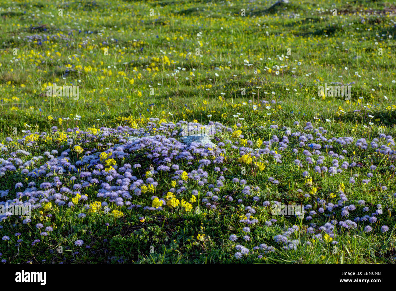 Daisy (globe Globularia spec.), la floraison dans un pré en été, l'Autriche, Roma, Villacher Alpen Banque D'Images