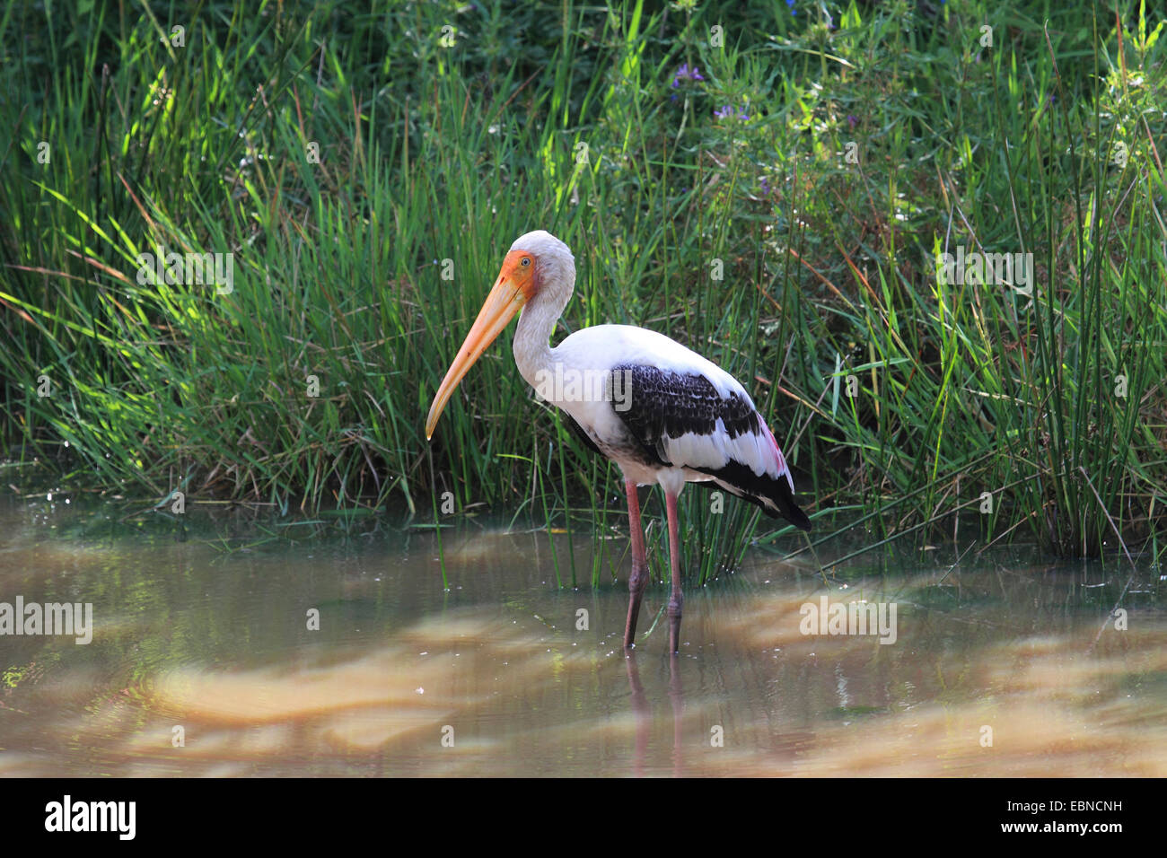 Stork (Mycteria leucocephala peint, Ibis leucocephalus), debout dans l'eau peu profonde, le Sri Lanka, parc national de Yala Banque D'Images