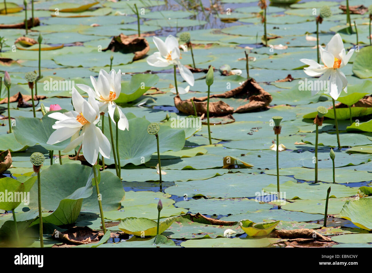 East Indian lotus (Nelumbo nucifera), fleurs et fruits dans un étang, le Sri Lanka, parc national de Yala Banque D'Images