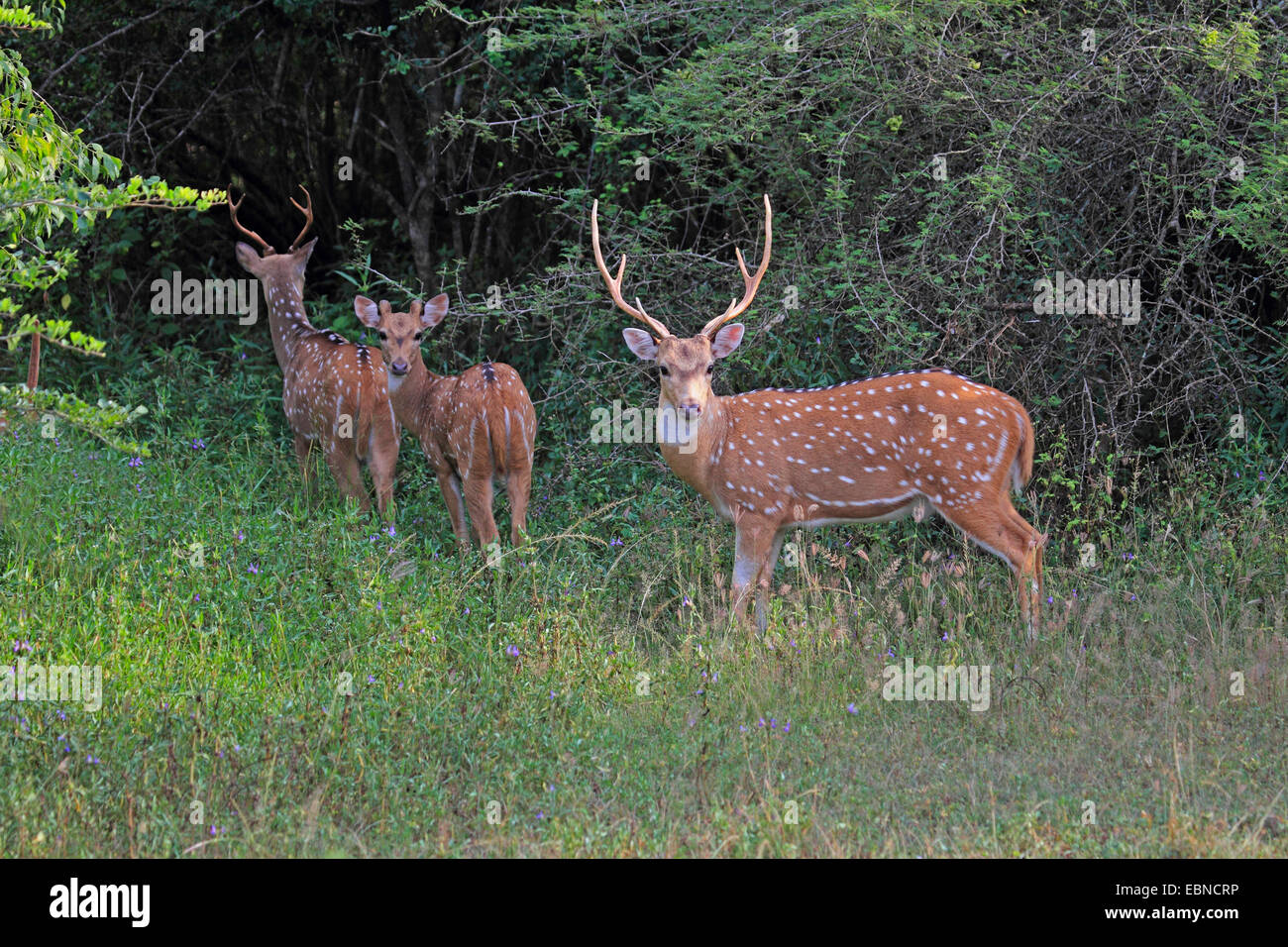 Cerf tacheté, chital, cerf Axis (Axis axis, Cervus axe), trois chitals debout sur l'herbe en face de buissons, Sri Lanka, parc national de Yala Banque D'Images