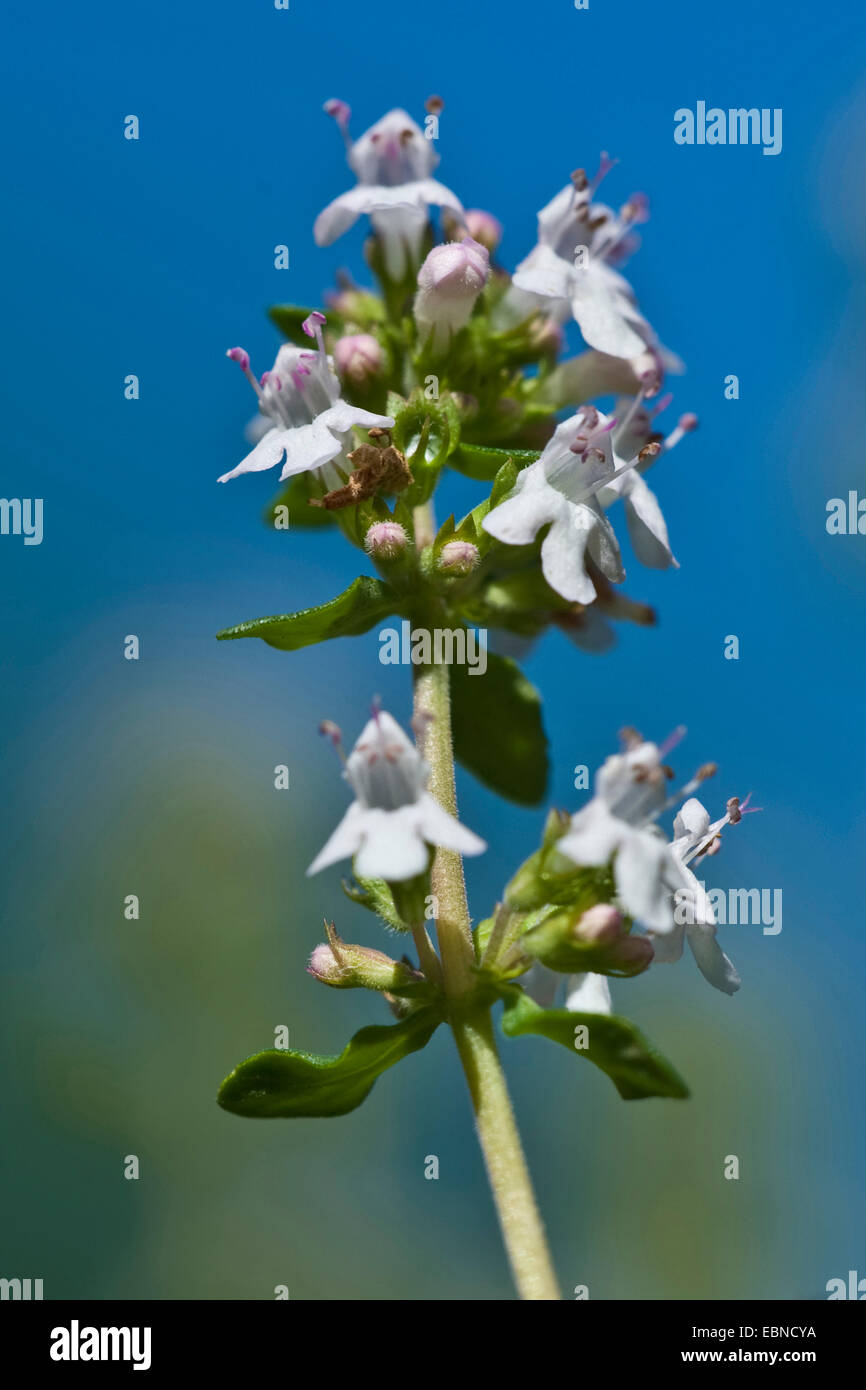Le thym, le jardin anglais, le thym thym commun (Thymus vulgaris), l'inflorescence Banque D'Images