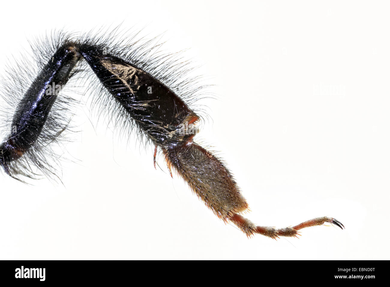 Petit jardin de bourdons (Bombus hortorum), macro shot d'un bourdon hind leg, cut out, Allemagne Banque D'Images