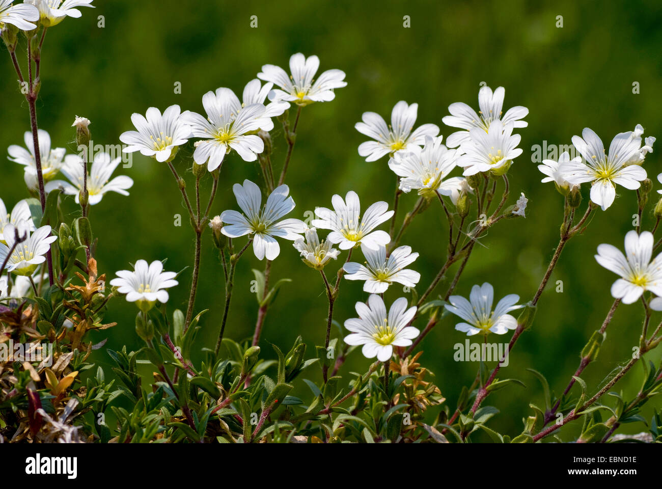 Souris de champ-oreille (Cerastium arvense), blooming, Allemagne Banque D'Images