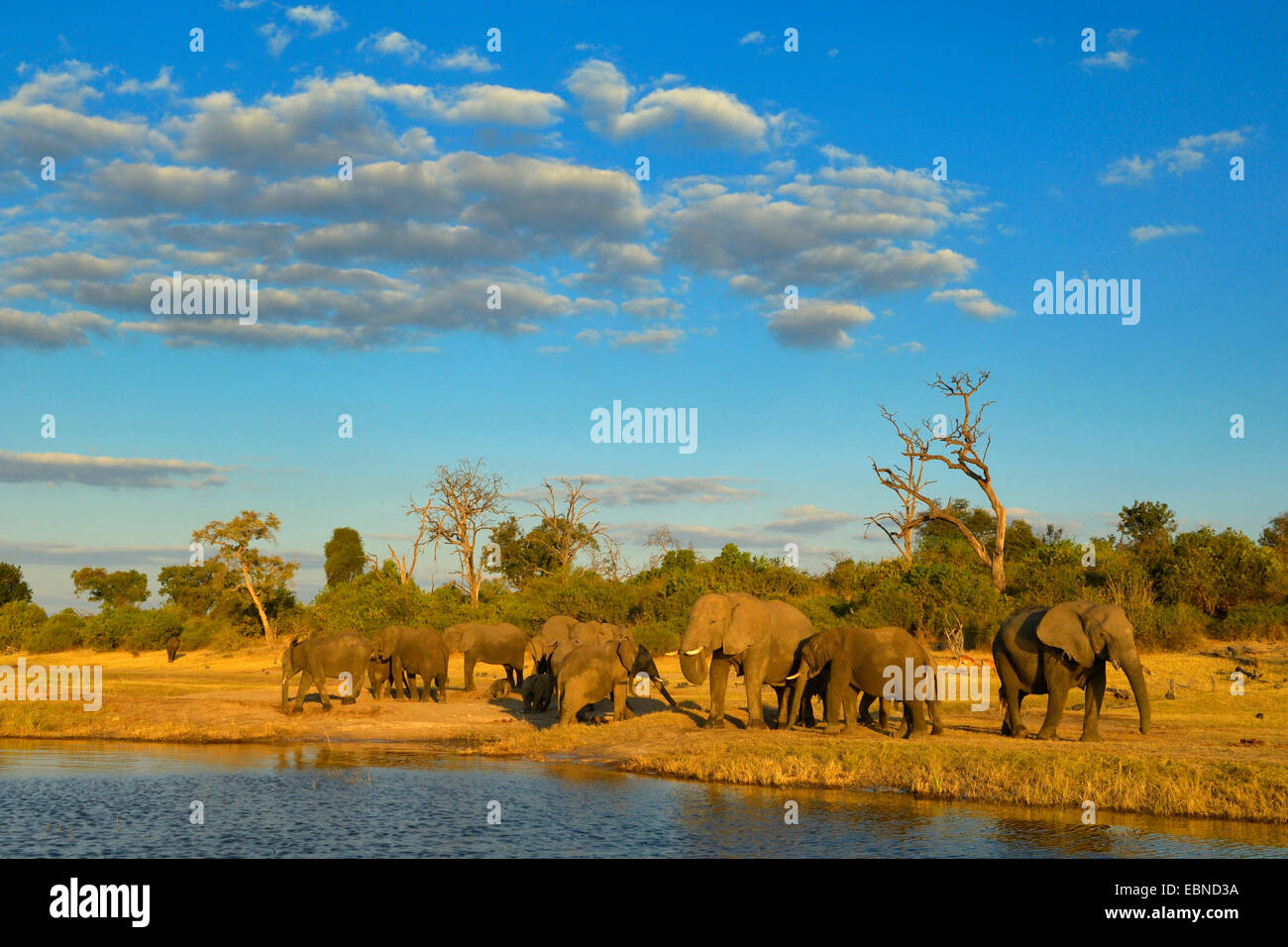 L'éléphant africain (Loxodonta africana), troupeau d'éléphants à la rivière dans la lumière du soir, Botswana, Chobe National Park Banque D'Images