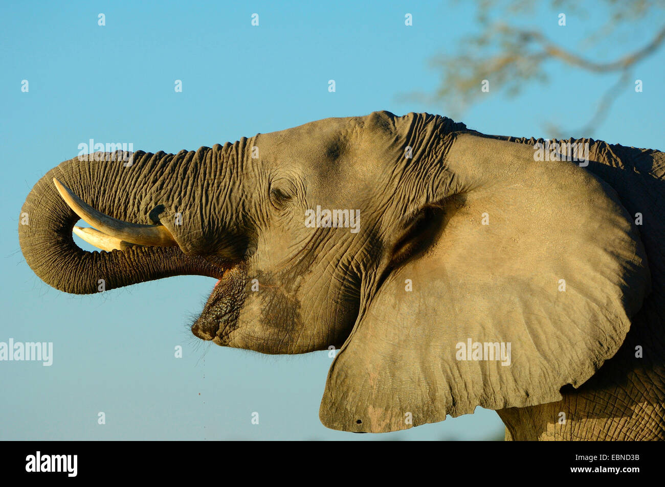 L'éléphant africain (Loxodonta africana), boire de l'éléphant dans la lumière du soir, Botswana, Chobe National Park Banque D'Images