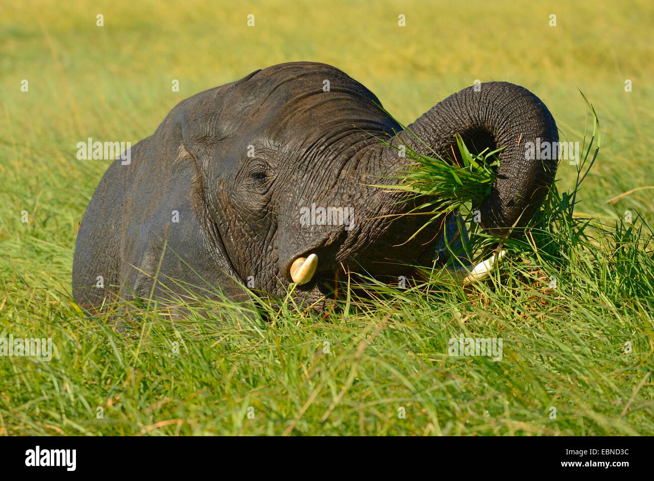 L'éléphant africain (Loxodonta africana), plantes de l'eau d'alimentation de l'éléphant de bull dans la rivière Chobe, au Botswana, Chobe National Park Banque D'Images