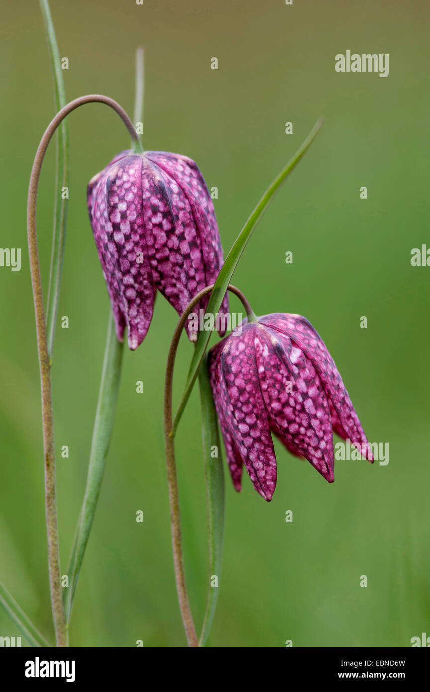 Fritillary commune, tête de serpent fritillaria (Fritillaria meleagris), fleurs, Allemagne Banque D'Images