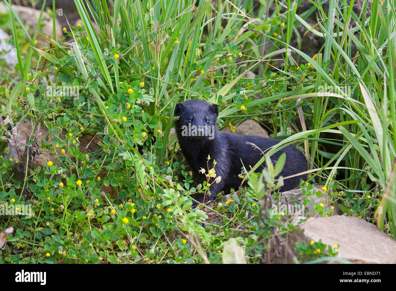 Vison (Mustela vison, Neovison vison), jeune animal debout sur des pierres sur l'herbe Banque D'Images