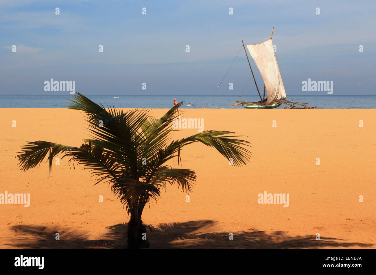 Outrigger bateau avec les voiles sur la plage de palmiers de Negombo, Sri Lanka Banque D'Images