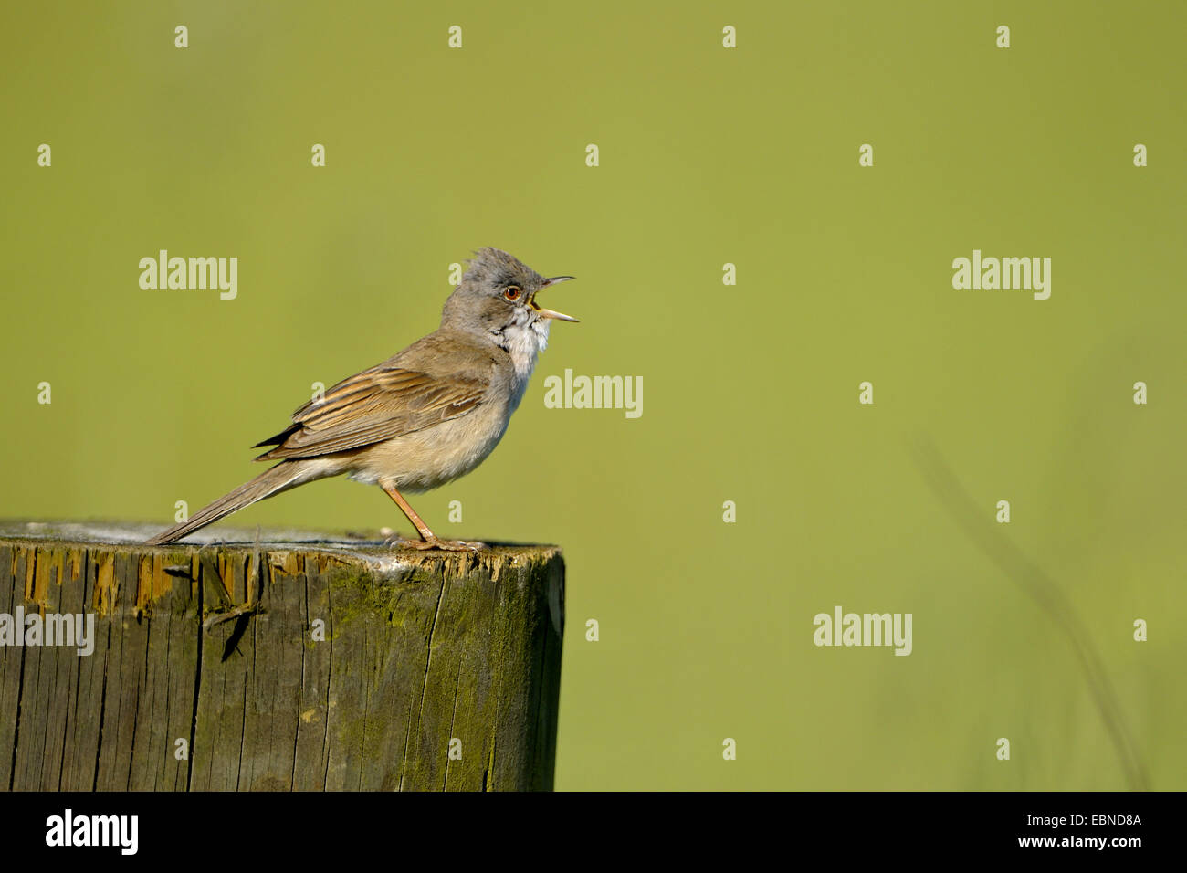 Fauvette grisette (Sylvia communis), mâle chanteur en saison de reproduction, l'Allemagne, en Rhénanie du Nord-Westphalie, Dingdener Heide Banque D'Images