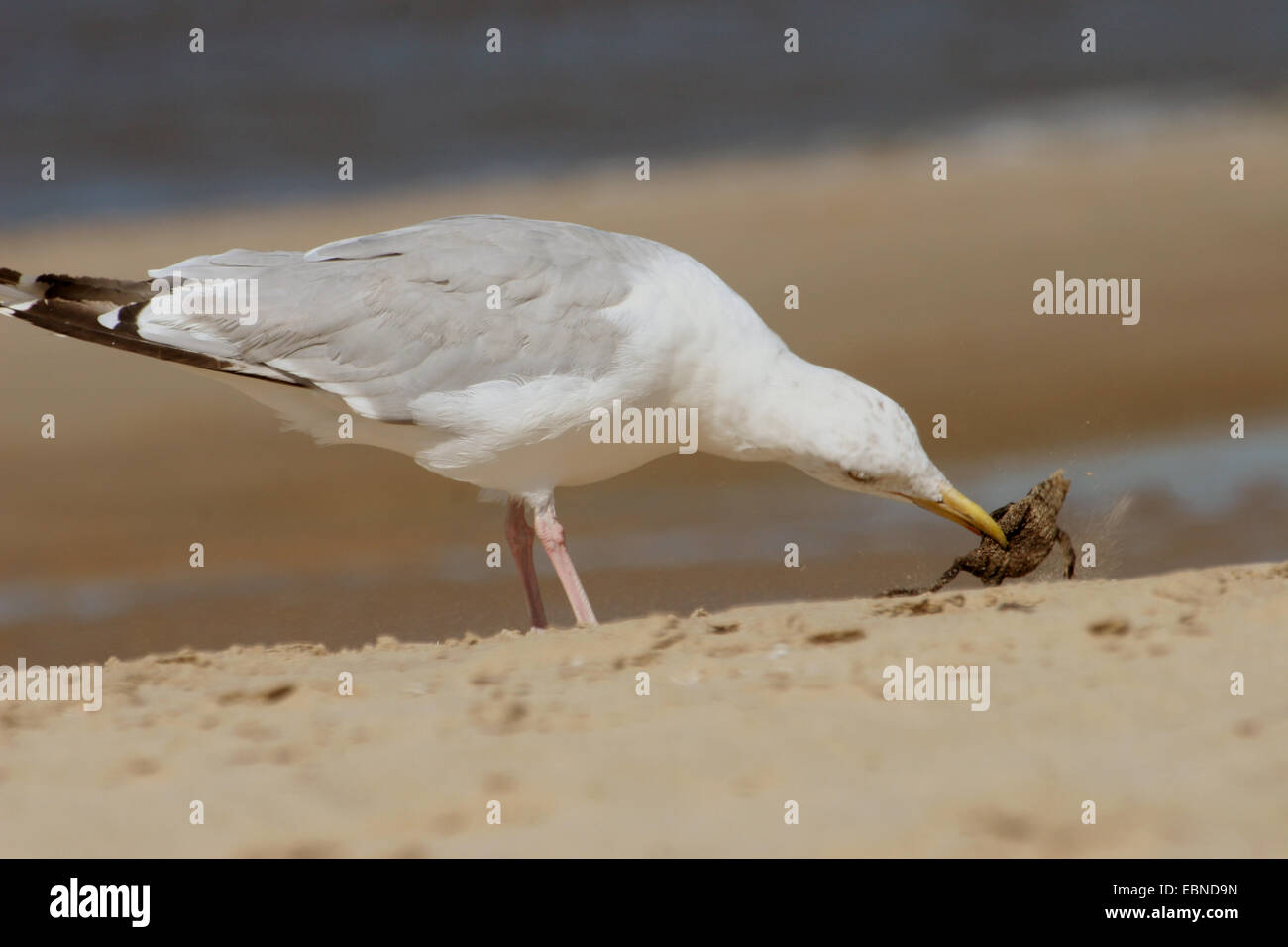 Goéland argenté (Larus argentatus), sur la plage avec une grenouille comme proie dans le bec, Pays-Bas Banque D'Images