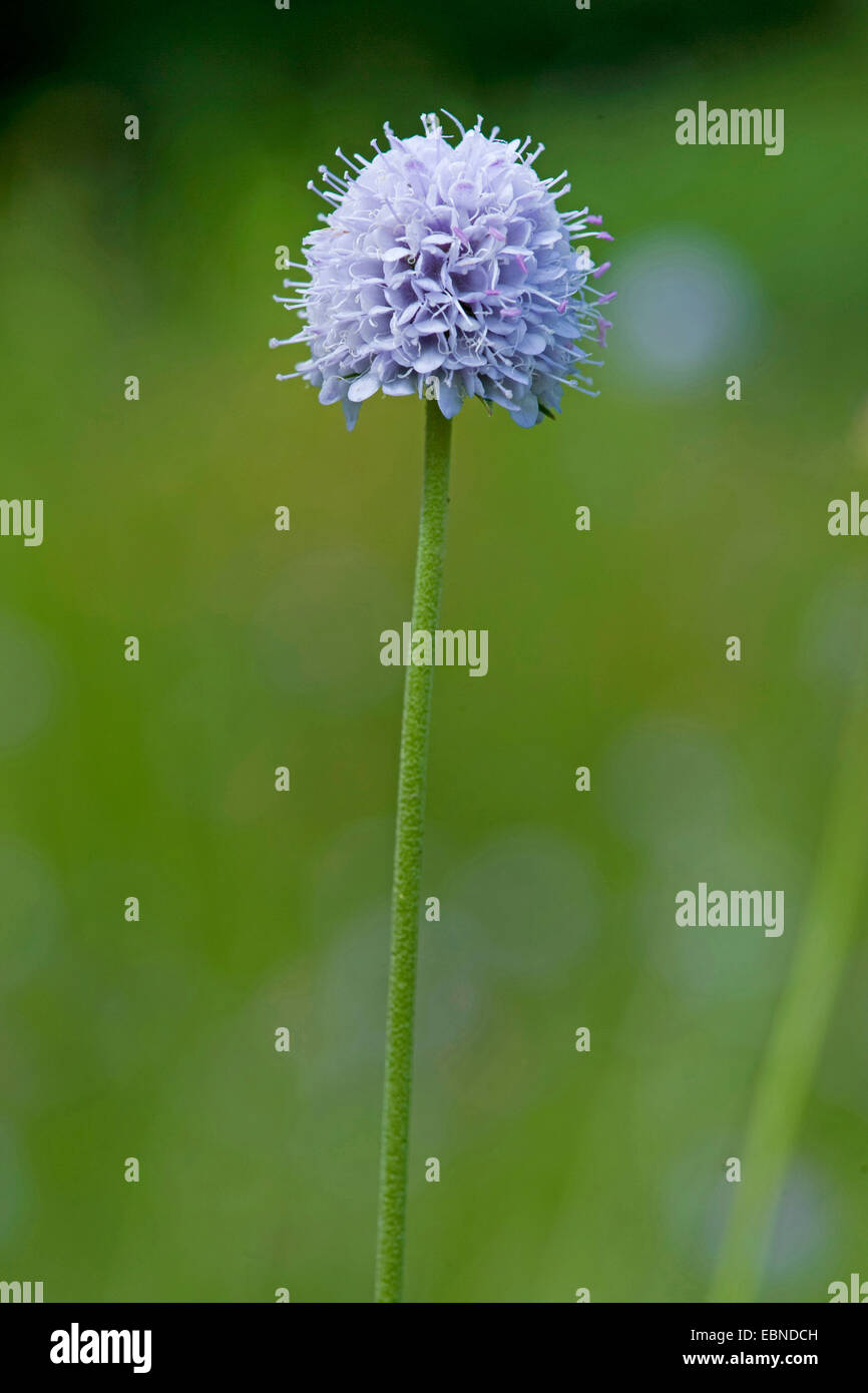 Le sud de l'succisella, Devil's Bit Scabious (Succisella inflexa), inflorescence, Allemagne Banque D'Images