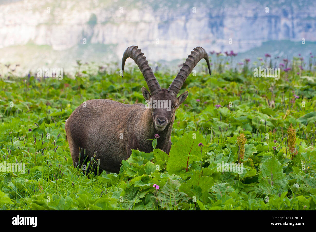Bouquetin des Alpes (Capra ibex, Capra ibex ibex), dans une prairie de montagne, Suisse, Toggenburg, Chaeserrugg Banque D'Images