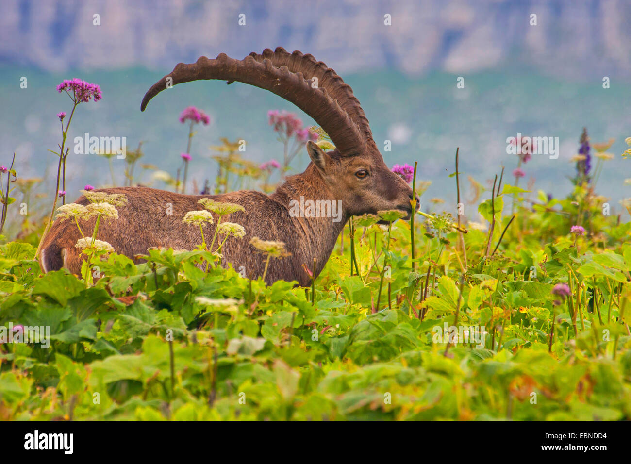 Bouquetin des Alpes (Capra ibex, Capra ibex ibex), l'alimentation dans un pré, Suisse, Toggenburg, Chaeserrugg Banque D'Images