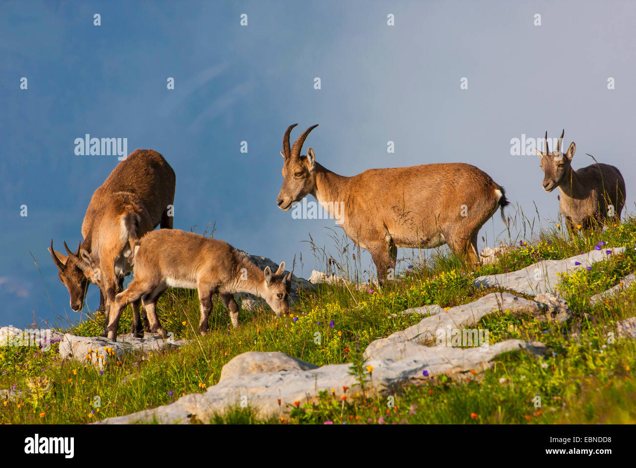 Bouquetin des Alpes (Capra ibex, Capra ibex ibex), les femelles avec des fauves, Suisse, Toggenburg, Chaeserrugg Banque D'Images