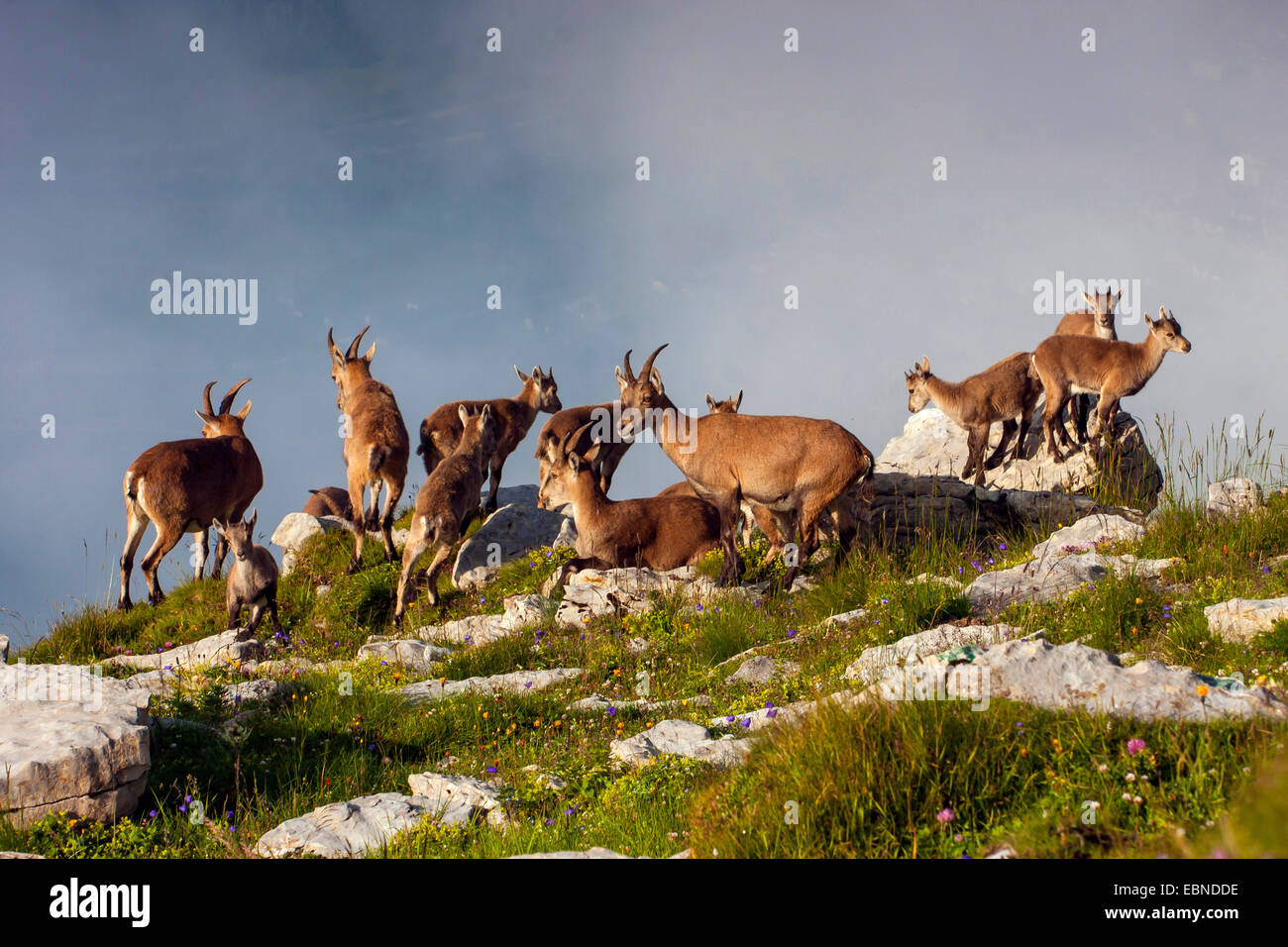 Bouquetin des Alpes (Capra ibex Capra ibex ibex), les femmes, les faons, Suisse, Toggenburg, Chaeserrugg Banque D'Images