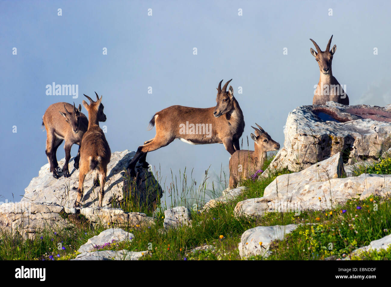 Bouquetin des Alpes (Capra ibex Capra ibex ibex), les femmes, les faons, Suisse, Toggenburg, Chaeserrugg Banque D'Images
