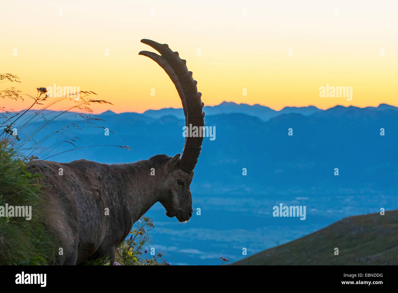 Bouquetin des Alpes (Capra ibex, Capra ibex ibex), au lever du soleil, Suisse, Toggenburg, Chaeserrugg Banque D'Images