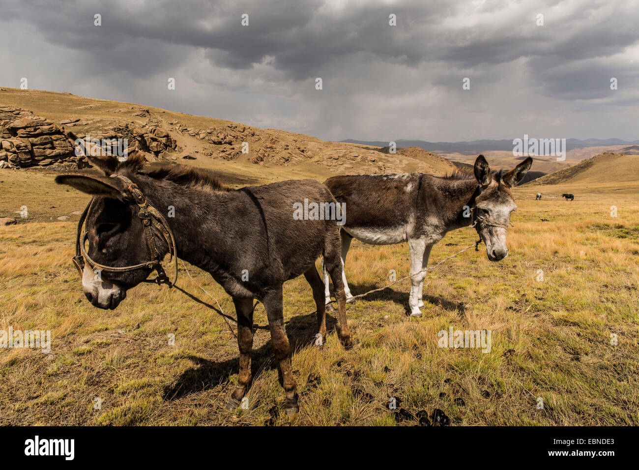Les ânes dans des paysages de steppe en forme glaciaire près du lac Song Kul, Kirghizistan, Naryn Banque D'Images Les ânes dans des paysages de steppe en forme glaciaire près du lac Song Kul, Kirghizistan, Naryn Banque D'Images