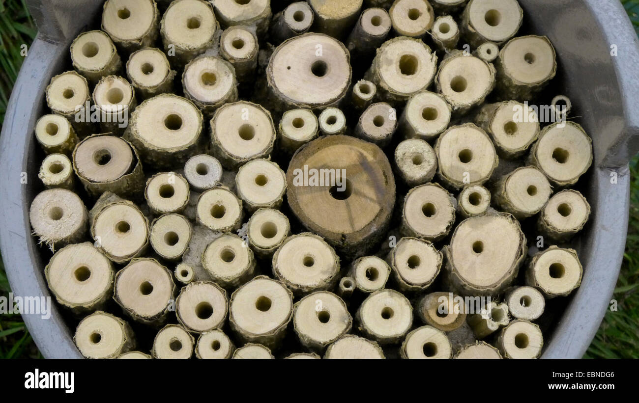 Maison des insectes pour les abeilles sauvages à partir de tiges de plantes, Allemagne Banque D'Images