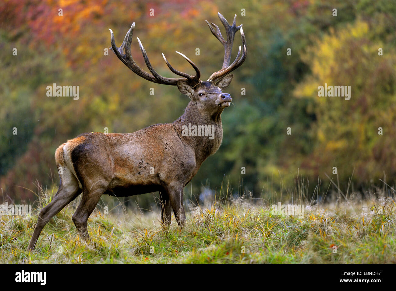 Red Deer (Cervus elaphus), à la fin de l'automne par temps de pluie, Danemark Banque D'Images