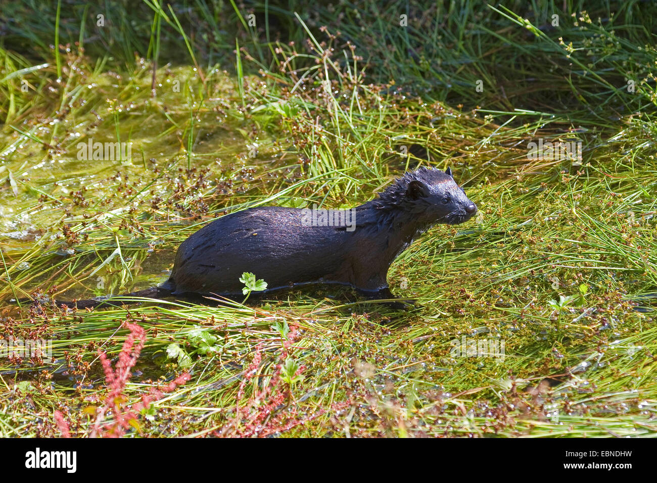 Vison (Mustela vison, Neovison vison), jeune animal humide aller à terre Banque D'Images