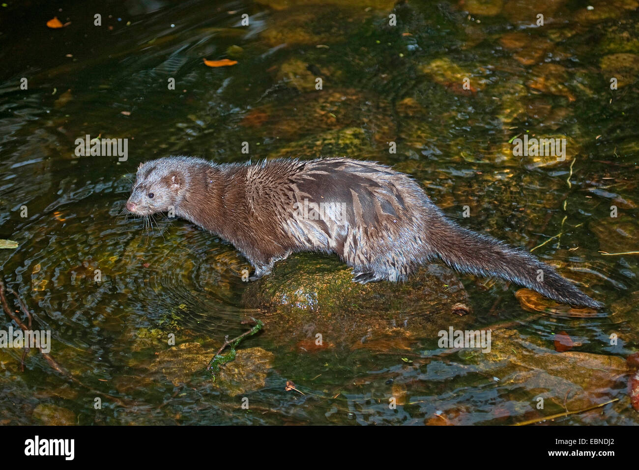 Vison (Mustela vison, Neovison vison), assis sur une pierre dans une rivière, Allemagne Banque D'Images